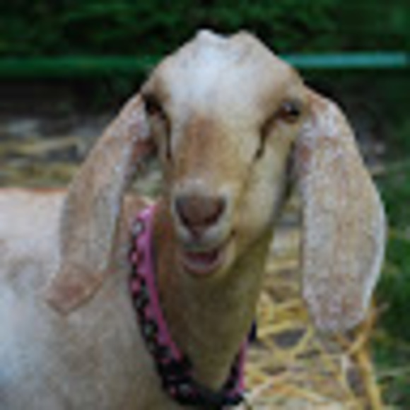 fuzzylogicfarm